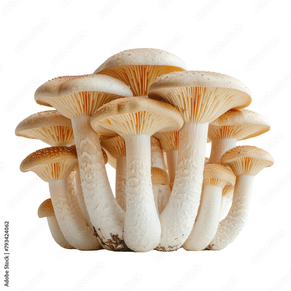 Fresh beech mushrooms stand alone against a transparent background set on a clear transparent background Fresh beech mushrooms stand alone against a transparent background set on a clear transparent background