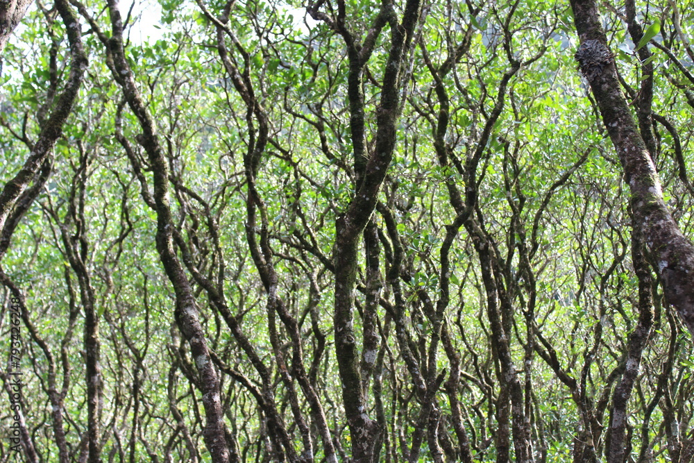 Dense mangrove forest in Amami Oshima Island Dense mangrove forest in Amami Oshima Island