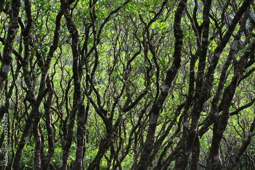 Dense mangrove forest in Amami Oshima Island