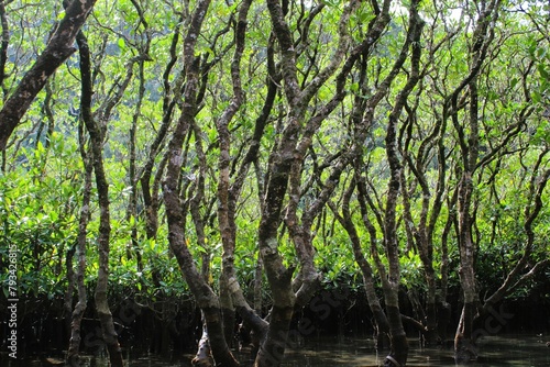 Mangroves grow on the coastal land by brackish water