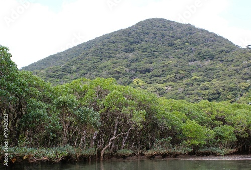 A view of the mountain and dense forests from the river in Amami Oshima Island
