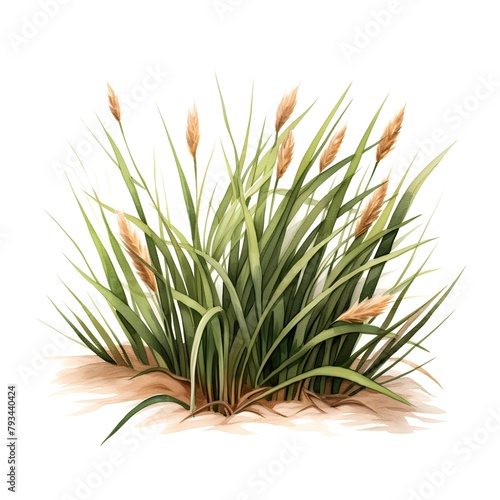 Watercolor reed grass isolated on white background. Vector illustration.
