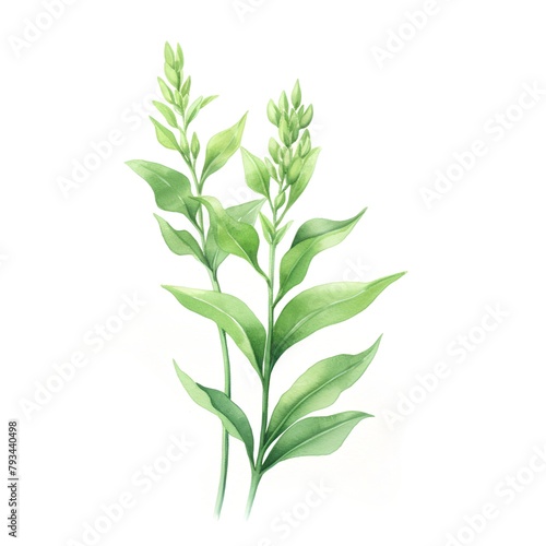 Watercolor green tea leaves isolated on white background. Vector illustration.