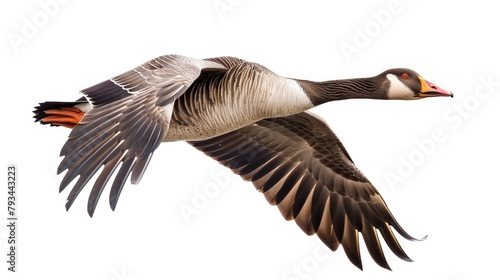 Gray Goose flying freely against a white backdrop