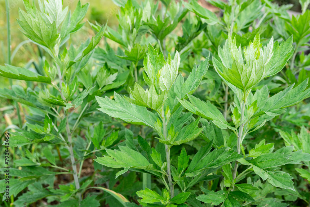Growing Chinese herbal moxa leaves Growing Chinese herbal moxa leaves