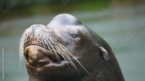 The sea lion is a majestic marine mammal, known for its sleek body, playful demeanor, and distinct roar.