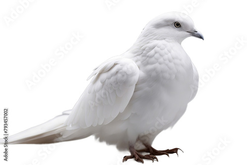 art feathers white isolated dove background bird feather macro pigeon easter author carefree closeup dappled down float flying imagination literature object pen poet quill silence single tool wing
 photo