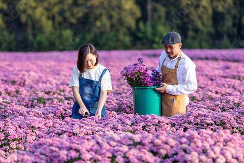 Team of Asian farmer and florist is working in the farm while cutting purple chrysanthemum flower using secateurs for cut flower business for dead heading, cultivation and harvest season
