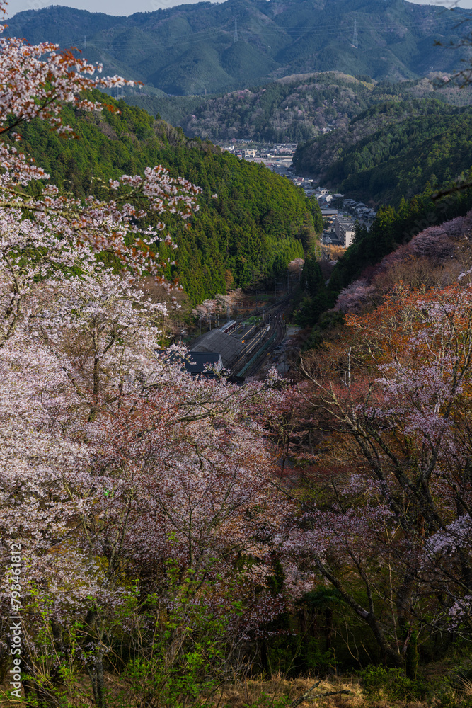 奈良県 春の吉野山の桜景色