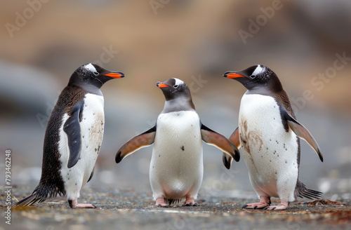 A penguin and two other animals dancing on the rocks of Antarctica