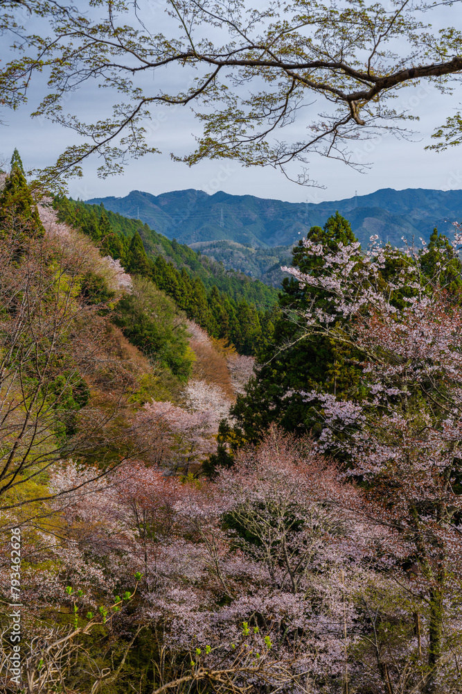 奈良県 春の吉野山の桜景色
