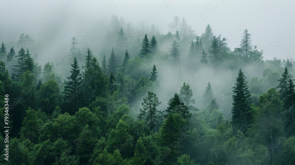 Enigmatic scene of a fog-covered forest, showcasing the tranquility and mystery of nature Enigmatic scene of a fog-covered forest, showcasing the tranquility and mystery of nature