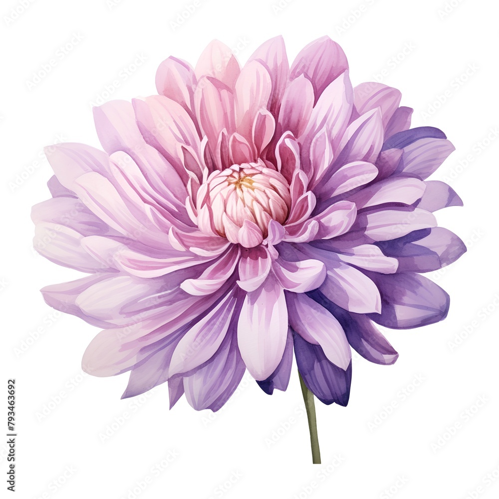Pink chrysanthemum flower isolated on white background. Watercolor illustration Pink chrysanthemum flower isolated on white background. Watercolor illustration