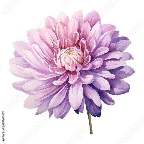 Pink chrysanthemum flower isolated on white background. Watercolor illustration