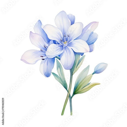 Blue flowers isolated on white background. Hand drawn watercolor illustration.