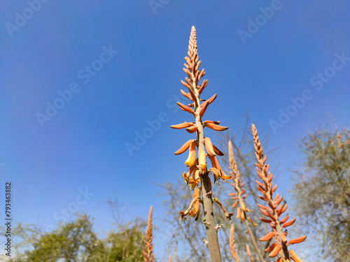 Beautiful blossoming Aloe Vera plant flowers, close up view