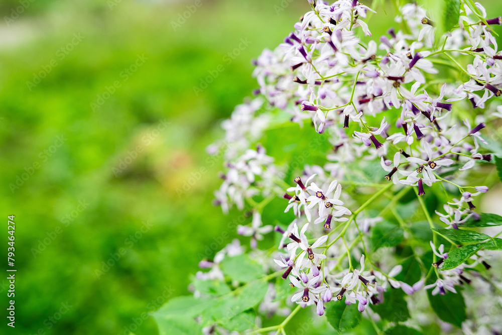 Purple neem flowers blooming in spring Purple neem flowers blooming in spring