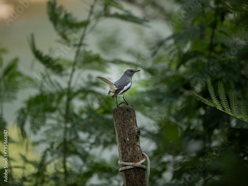 Photo of magpie standing on a tree stump in the background of green trees.