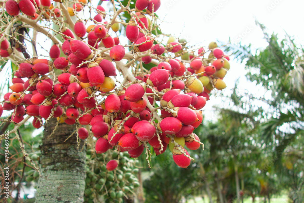 Obraz premium ヤシの木(ビンロウの木)