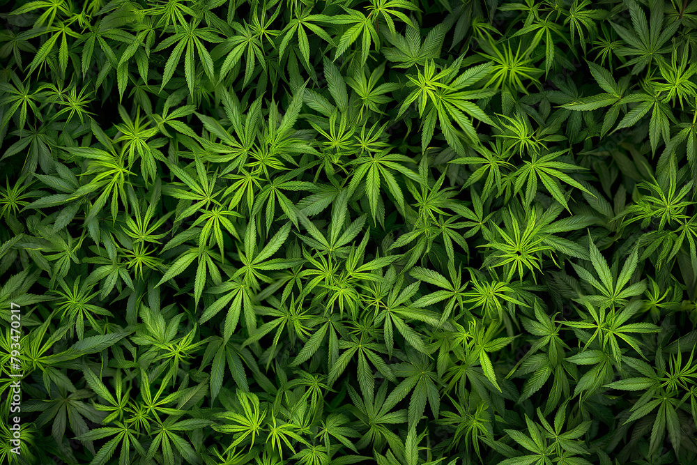 Natural backdrop, dense pattern of hemp leaves, lush and green, representing renewable resources and the environment Natural backdrop, dense pattern of hemp leaves, lush and green, representing renewable resources and the environment