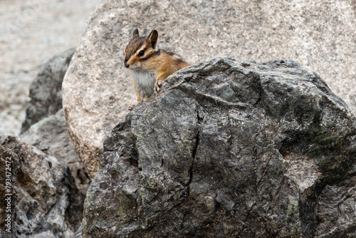 A Young Chipmunk Sitting on a Rock © olegmayorov