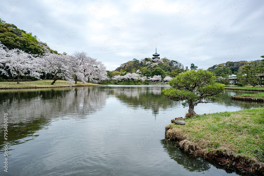 横浜の風景　春の三渓園