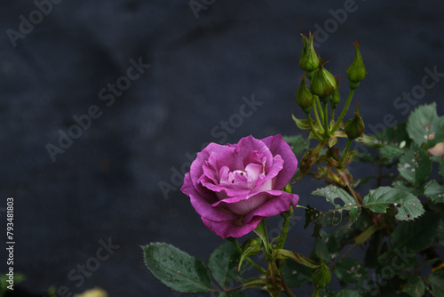 ピンク色の可愛い薔薇