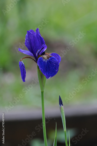 見頃の菖蒲の花