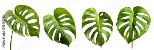 Monstera obliqua and Monstera adansonii plants in isolated white background photo