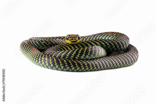 Flying snake or gliding snake isolated on white, Chrysopelea	
