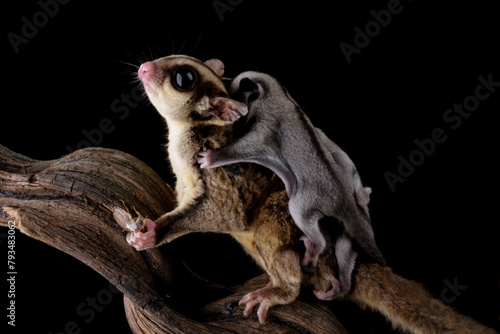 Sugar glider with her baby isolated on black (Petaurus breviceps)