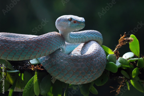 Blue viper snake closeup on branch, blue insularis,Trimeresurus Insularis