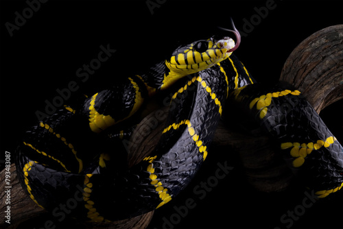 boiga dendrophila yellow ringed, gold ringed snake, indonesia snake	 photo