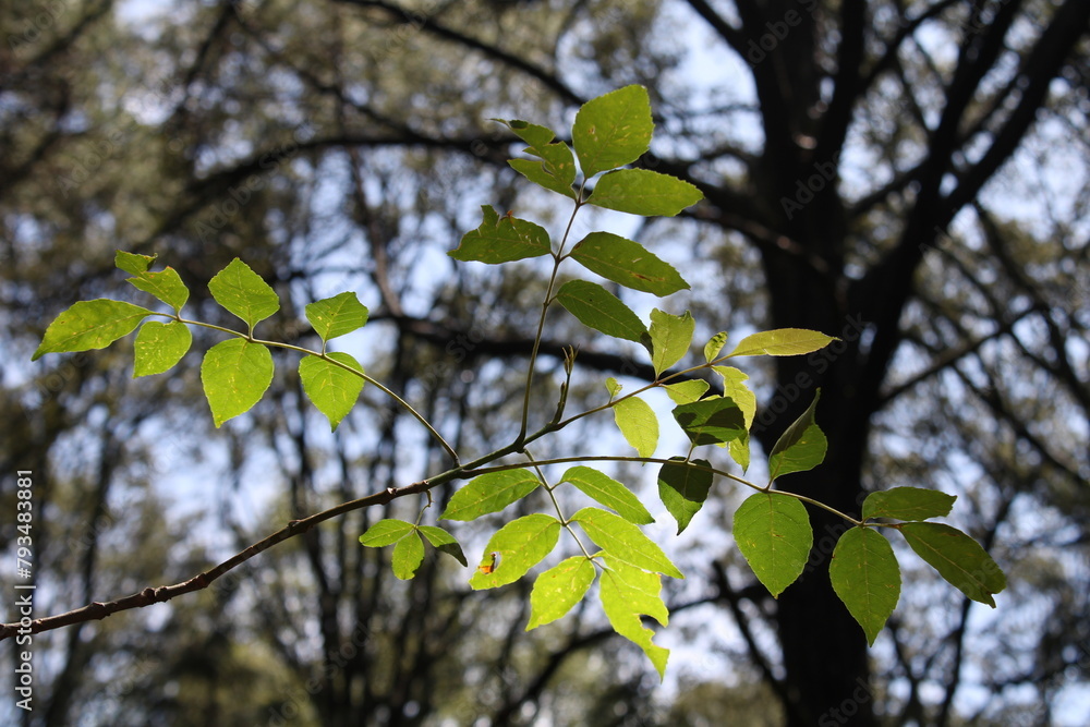Fototapeta premium Leaves and sky