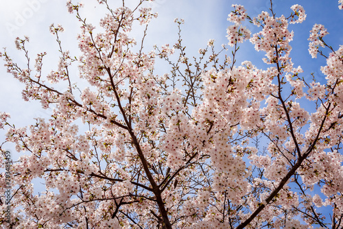 春の東京・錦糸公園で見た、満開の桜の花と青空