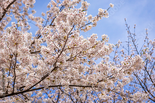 春の東京・錦糸公園で見た、満開の桜の花と青空