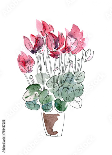 blooming cyclamen in a pot, watercolor drawing on a white background
