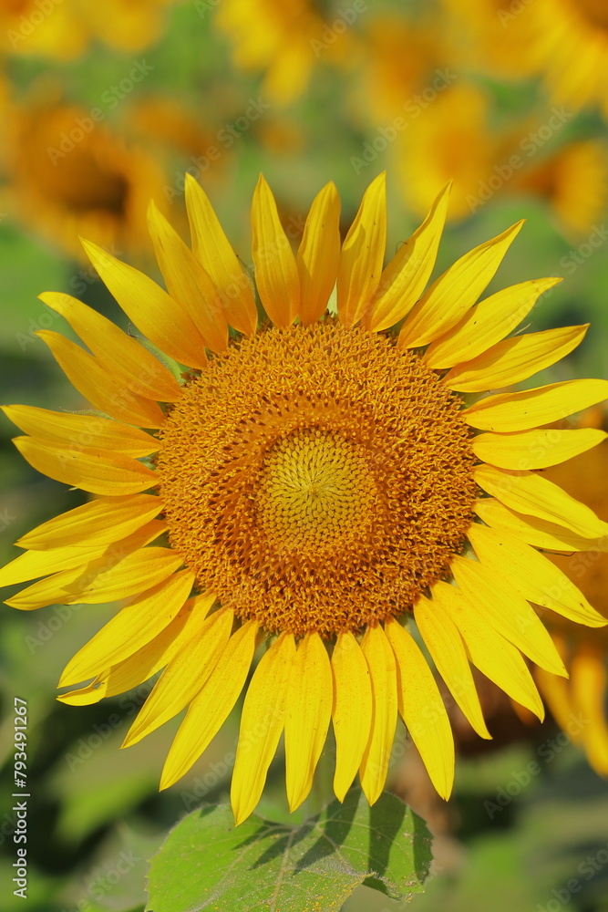 Fototapeta premium yellow sunflowers are in bloom, beautiful sunflower field in summer season in sunny day, oil seed crops cultivation in india