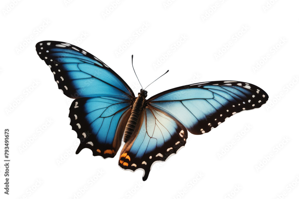 white blue background butterfly colorful flower fly spring isolated vibrant tropical bright summer white blue background butterfly colorful flower fly spring isolated vibrant tropical bright summer