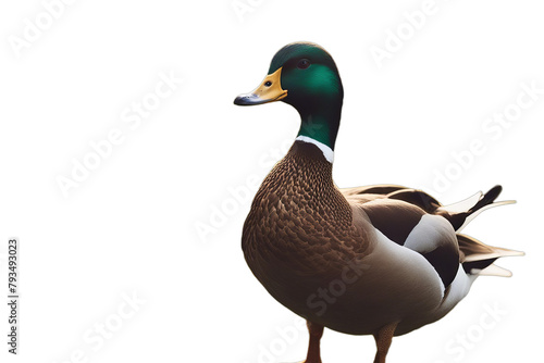 wild duck bird animal nature male colours brown white blue isolated1 closeup poultry photo
