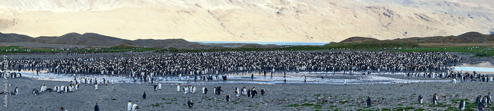 Obraz premium Panorama of a king penguin (Aptenodytes patagonicus) colony at Fortuna Bay, South Georgia Island