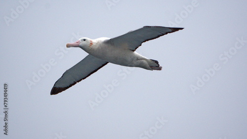 Wandering albatross (Diomedea exulans) in flight off the coast of South Georgia Island © Angela