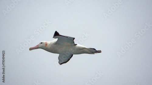 Wandering albatross (Diomedea exulans) in flight off the coast of South Georgia Island © Angela
