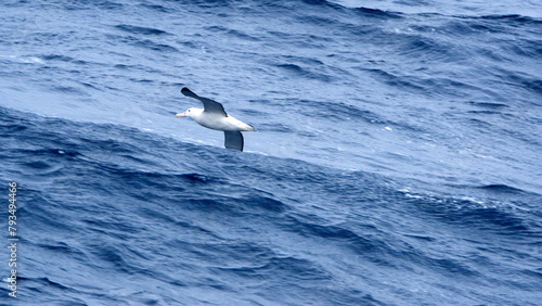 Wandering albatross (Diomedea exulans) in flight above the ocean off the coast of South Georgia Island © Angela