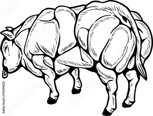 Muscular and macho cows
