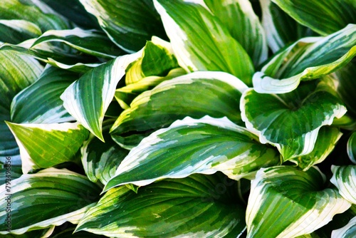 close up of leaves