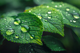 water drops on green leaf,
 Large Beautiful Drops of Transparent Rain Water