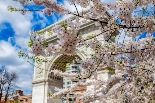 New York cherry blossom spring 