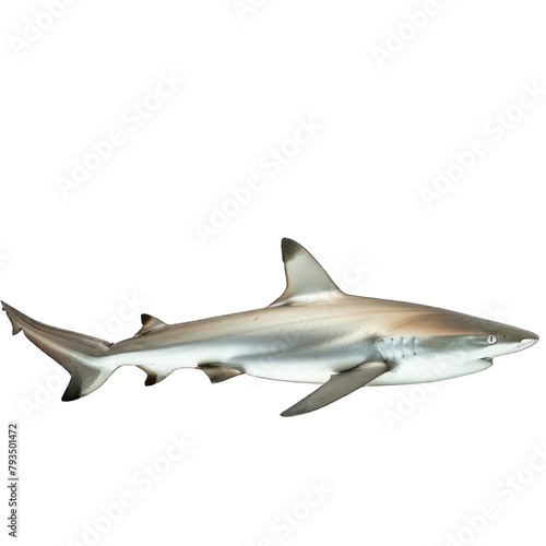 side view of shark transparent isolated on white png © Drfruit