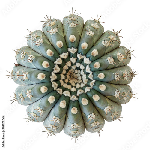 A stunning top down view of a Copiapoa Cinerea cactus set against a transparent background showcases its beauty